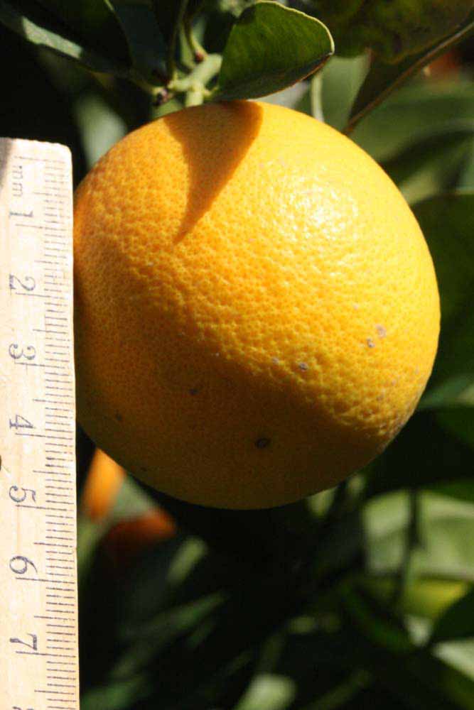            Fruit (Coarse, Riverside, CA)   